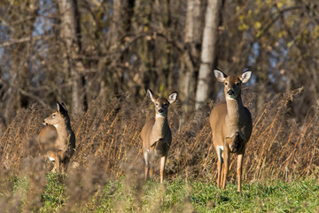white tailed deer in autumn 