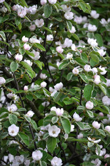 Spring flowering of quince