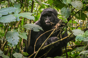 Female mountain gorilla in Bwindi Impenetrable Forest Uganda