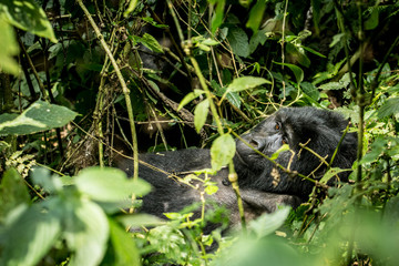Female mountain gorilla in Bwindi Impenetrable Forest Uganda