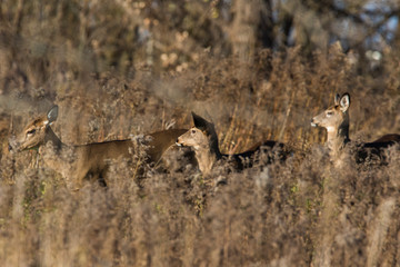 white tailed deer in autumn 