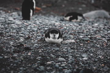 Antartica Expedition