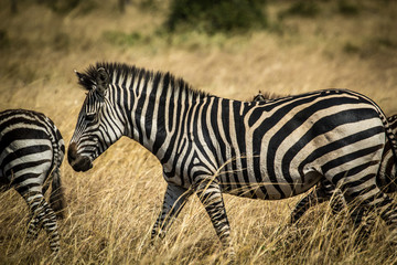 Fototapeta na wymiar Zebras in Uganda Africa
