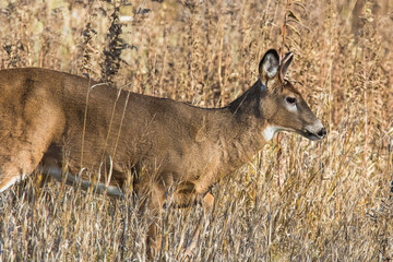 white tailed deer crossing the road