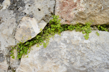 the small  green plants  breaks through the stones. Hope concept - image