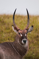 Beautiful and proud male waterbuck with big antlers in african bush