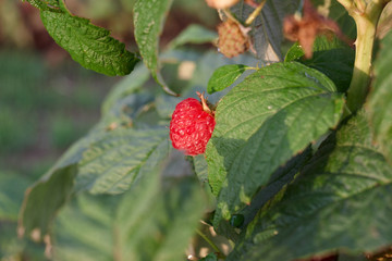 Branch of raspberry on bush with red ripe and unripe berries, copy space