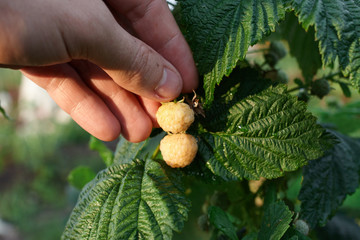Hand gather raspberries on a bush. Close up of raspberry cane. Summer garden in village. Growing berries harvest at farm