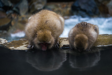 Snow Monkey in Japan