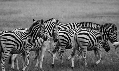 Fototapeta na wymiar Zebras in the african bush: safari photography