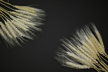 Wheat spike 