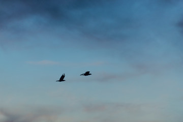 birds in flight