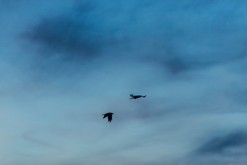 birds in flight