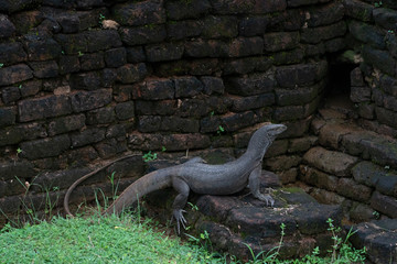 iguana on rock