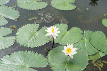water lily
