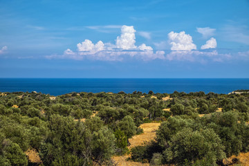 Wild desert fields of olive trees on Northern Cyprus