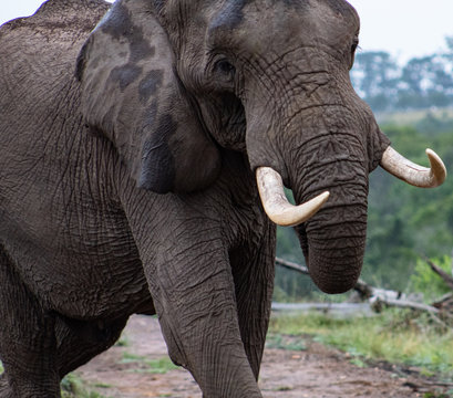 African elephant close up; safari photography