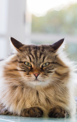 Beauty cat with long hair outdoor. Siberian tabby pet of livestock, hypoallergenic animal