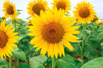 Obraz premium Close-up of sunflower on the field of blooming sunflowers.