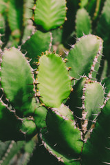 Full-frame background texture of a close up of a green cactus plant.