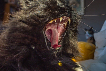 black cat yawning, teeth bared, pet, kitty, closeup