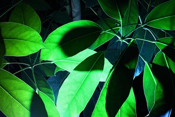 Leaves of tropical plants under artificial bottom up light