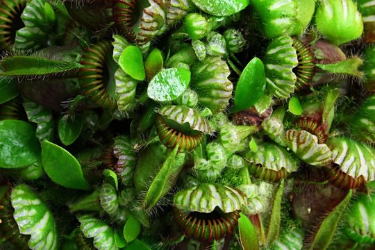 Texture of green foliage and chalice shaped leaves of carnivorous Albany pitcher plant  Cephalotus follicularis