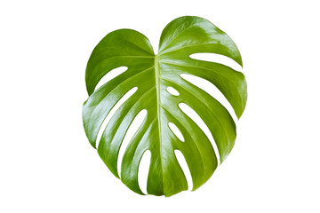 monstera leaf, philodendron plant leaf isolated on white background © hanohiki