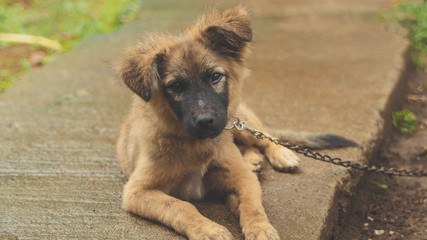 Cute brown sheperd puppy