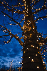 Tree in the park decorated with lights.