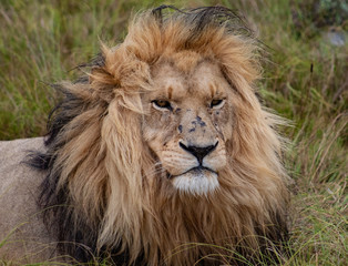Obraz na płótnie Canvas The lion king: beautiful male lion, close up of head and mane