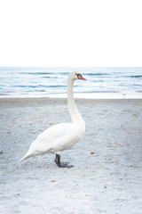 Swan, beach and water