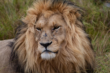 Fototapeta premium The lion king: beautiful male lion, close up of head and mane