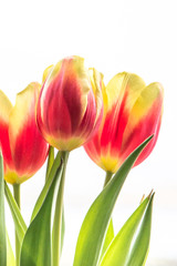 Bouquet of red tulips on white background - flower composition