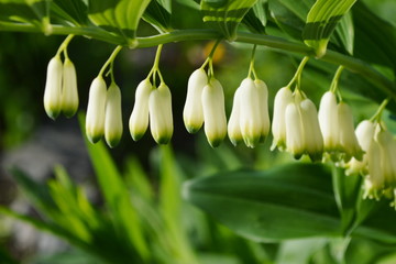 A blooming Solomon's seal plant