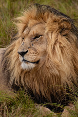 Naklejka na ściany i meble The lion king: profile portrait of head and flowing mane