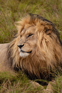 The lion king: profile portrait of head and flowing mane