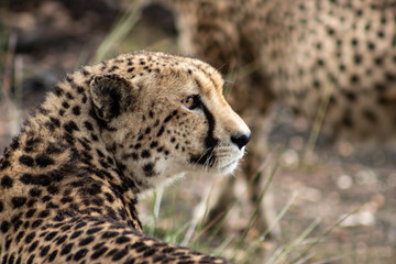 African Safari: a beautiful cheetah in the african bush; close up of head