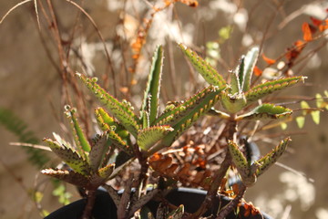 suculentas