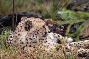 African Safari: a beautiful cheetah in the african bush; close up of head
