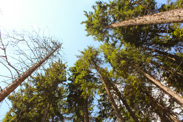 Old pine trees captured low angle