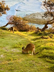 Wallabies at Point Lookout