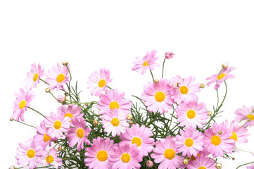 Marguerite daisy isolated on white background.