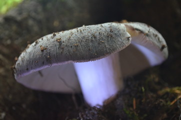 mushroom in forest
