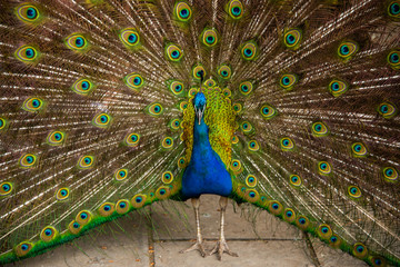 Obraz premium Peacock in full display