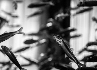 Suspended Marine Life