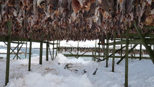 processing of stockfish, cod hanging to dry, Henningsvaer, Lofoten Islands, Norway