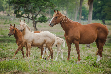 Obraz na płótnie Canvas wild horses