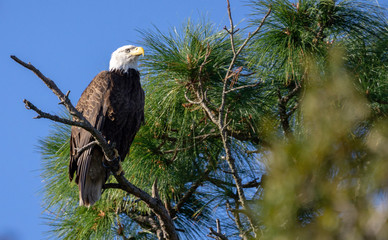 Bald Eagle watches majestically
