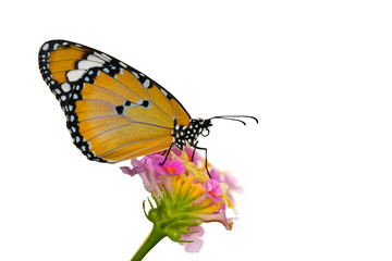 Closeup   beautiful butterfly sitting on flower